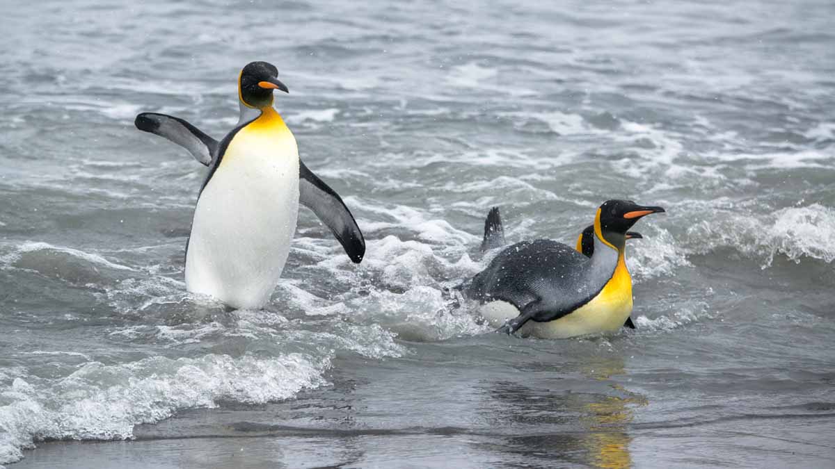 gambar penguin berenang di pantai