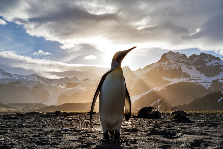 gambar penguin hd