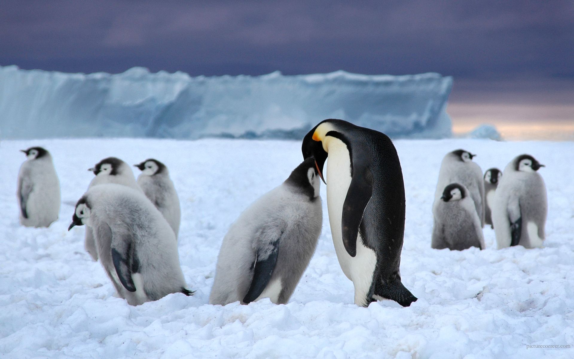 gambar penguin musim salju