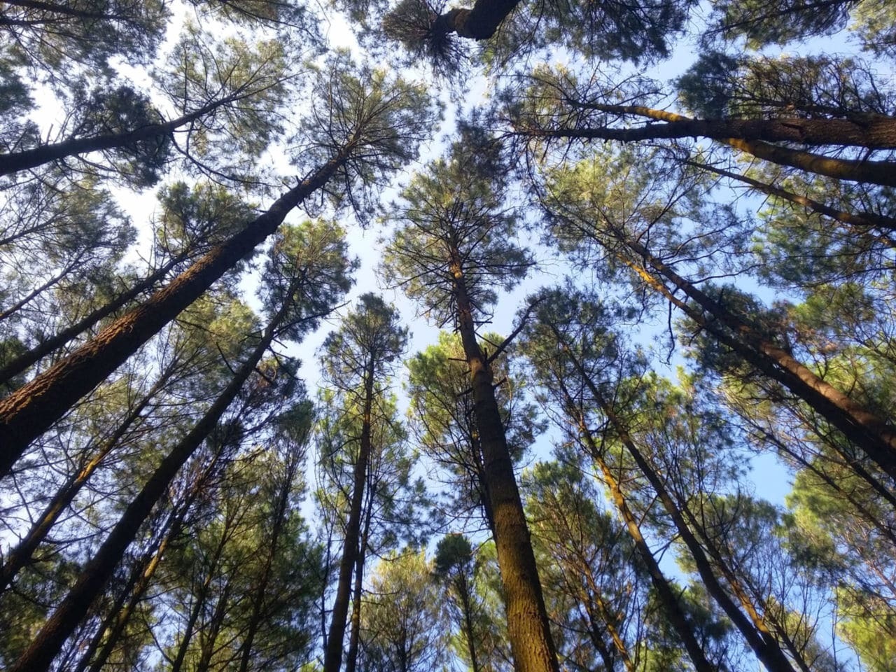 gambar pinus hutan