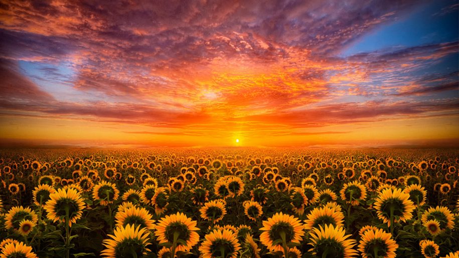 gambar sunset dan bunga matahri
