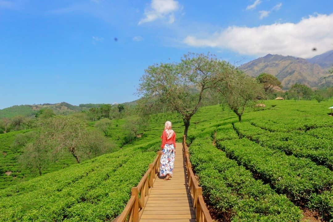 gambar wisata alam kebun teh