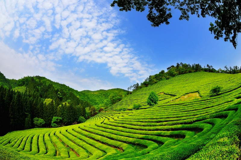 gambar wisata kebun teh
