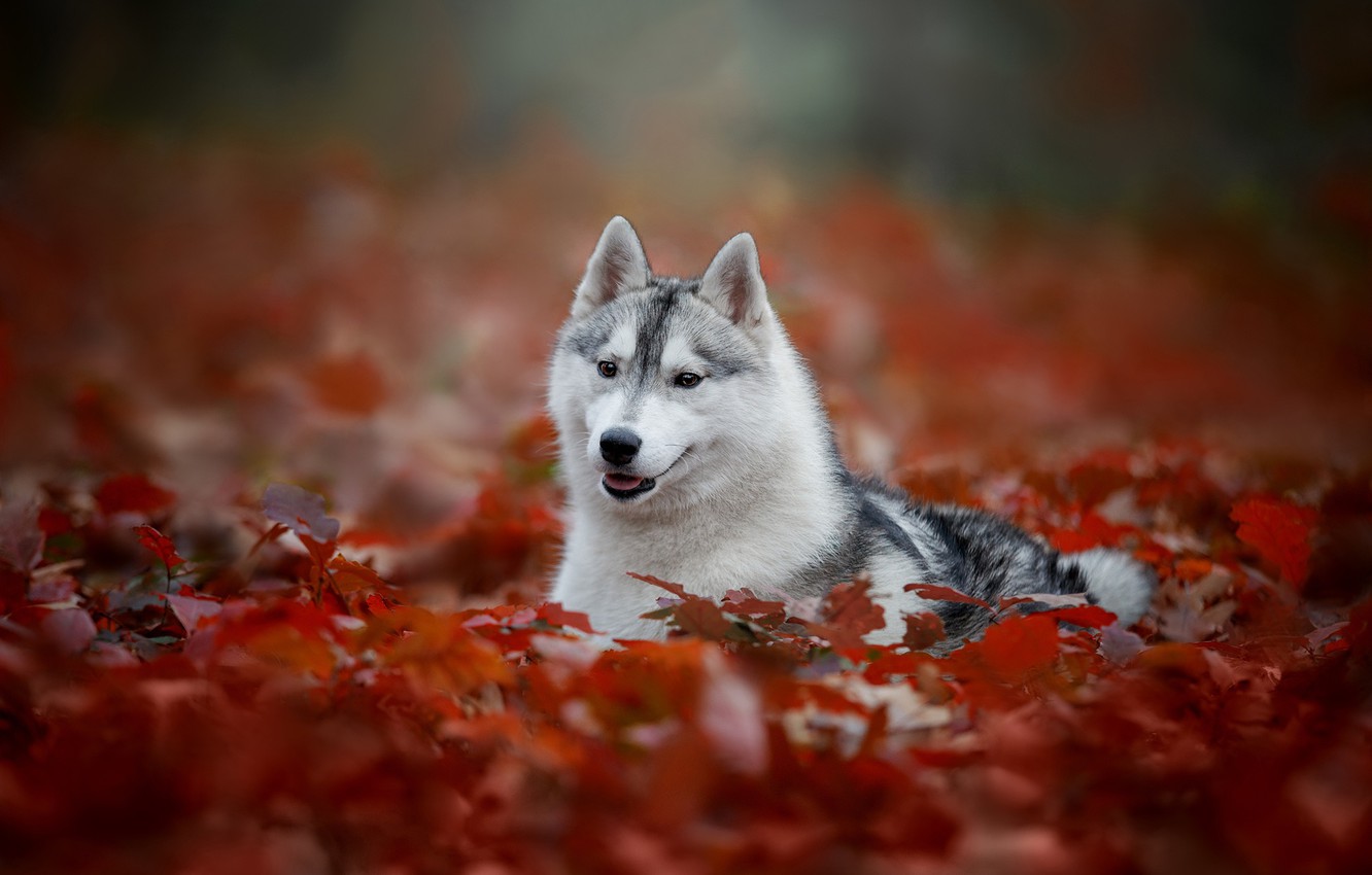husky siberian gambar anjing hd