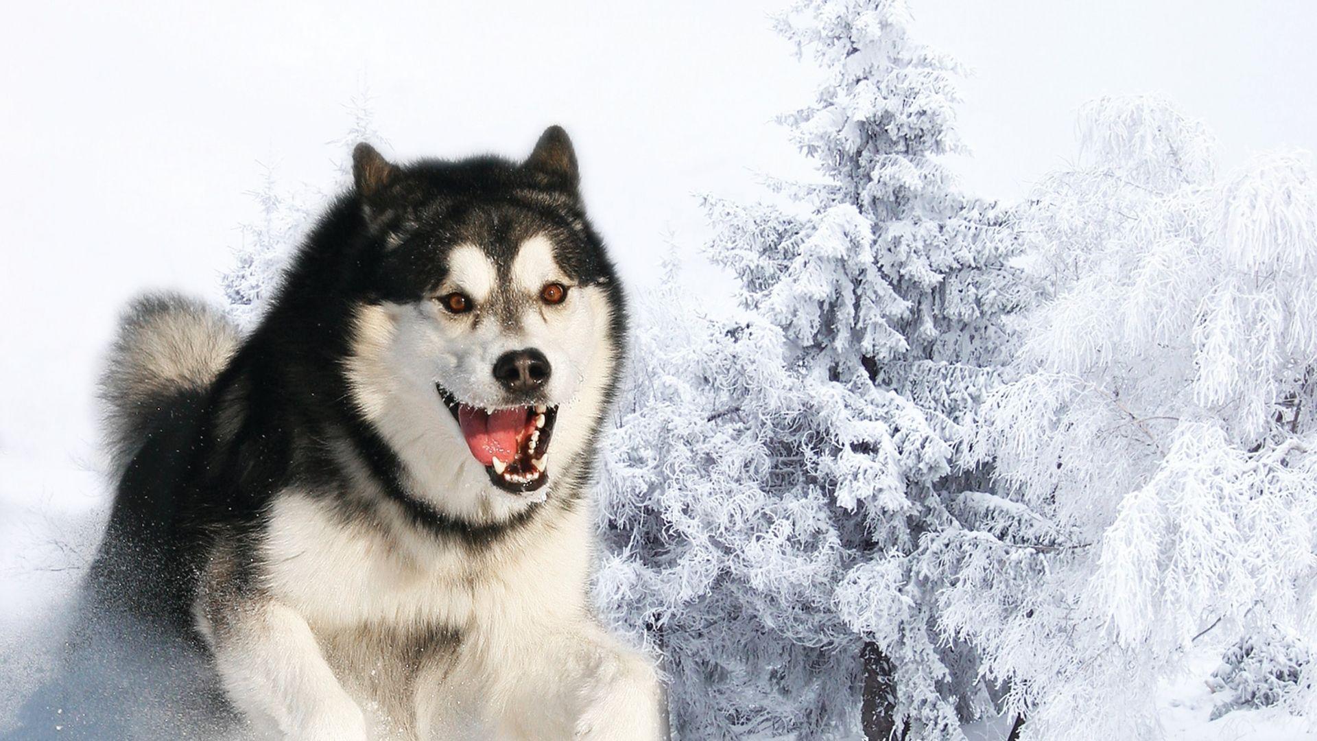 husky siberian gambar anjing