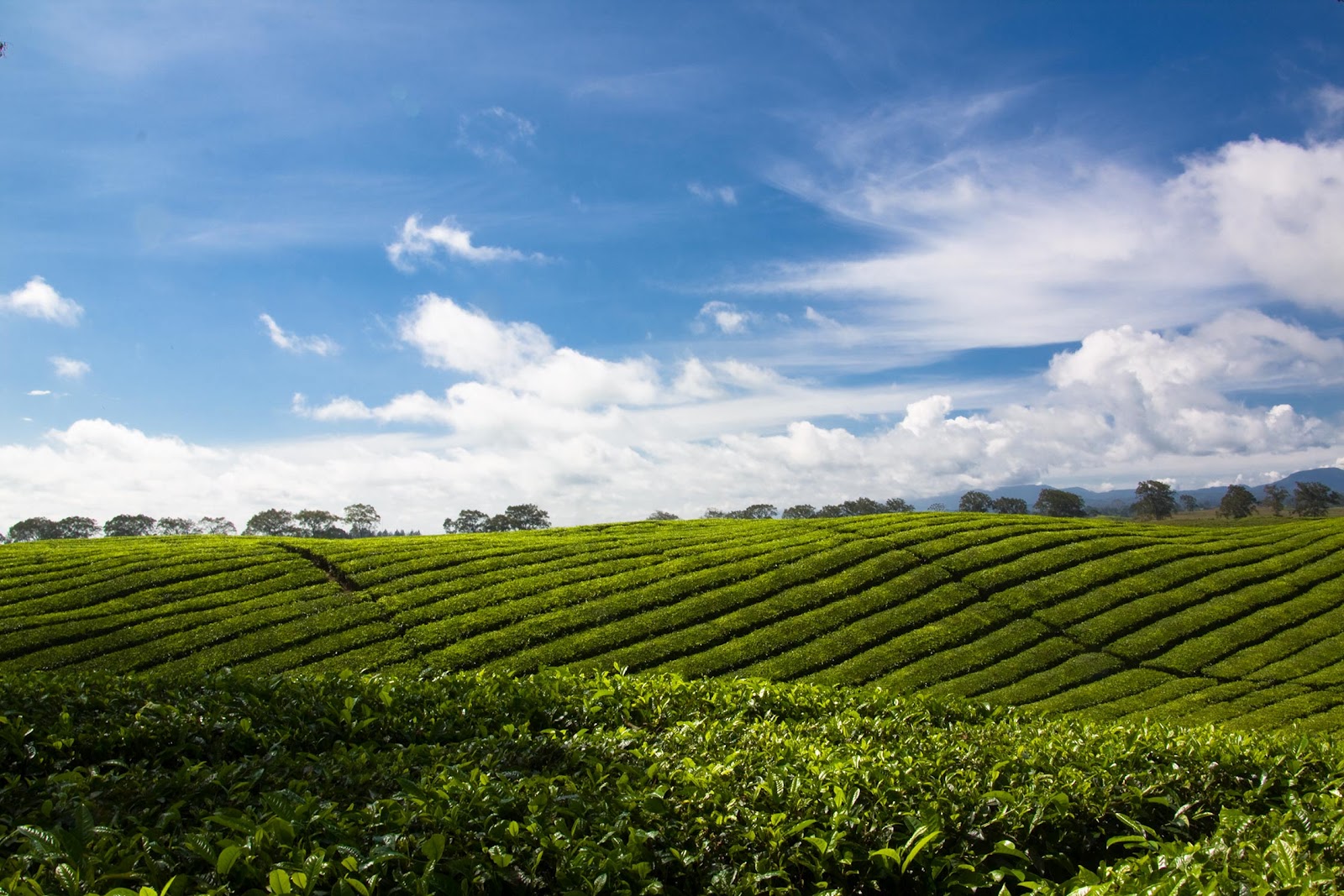 pemandangan alam gambar kebun teh