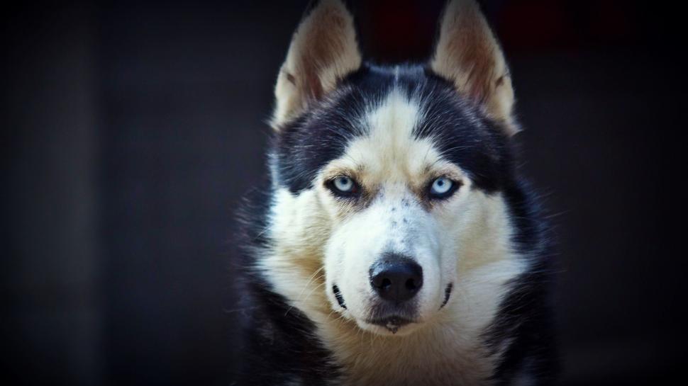siberian husky gambar anjing hd
