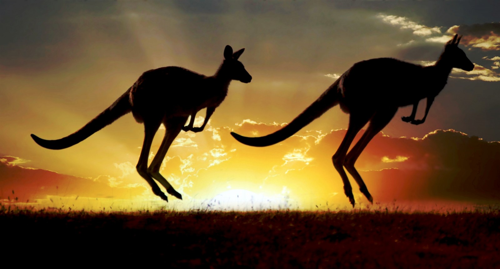 wallpaper gambar kangguru berlari