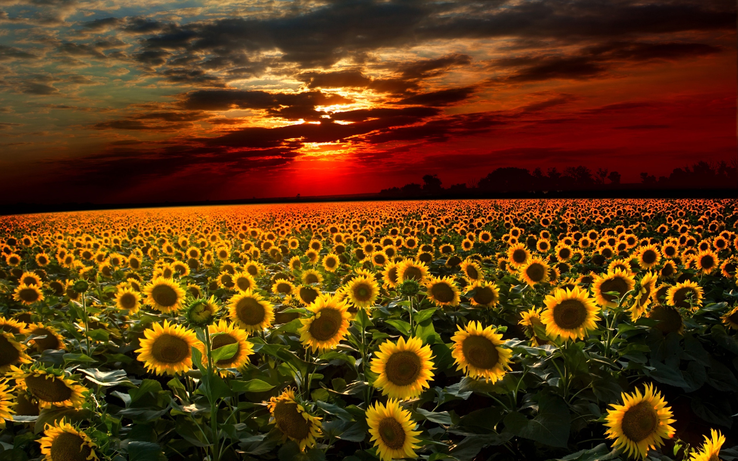 wallpaper gambar sunset dan bunga matahari