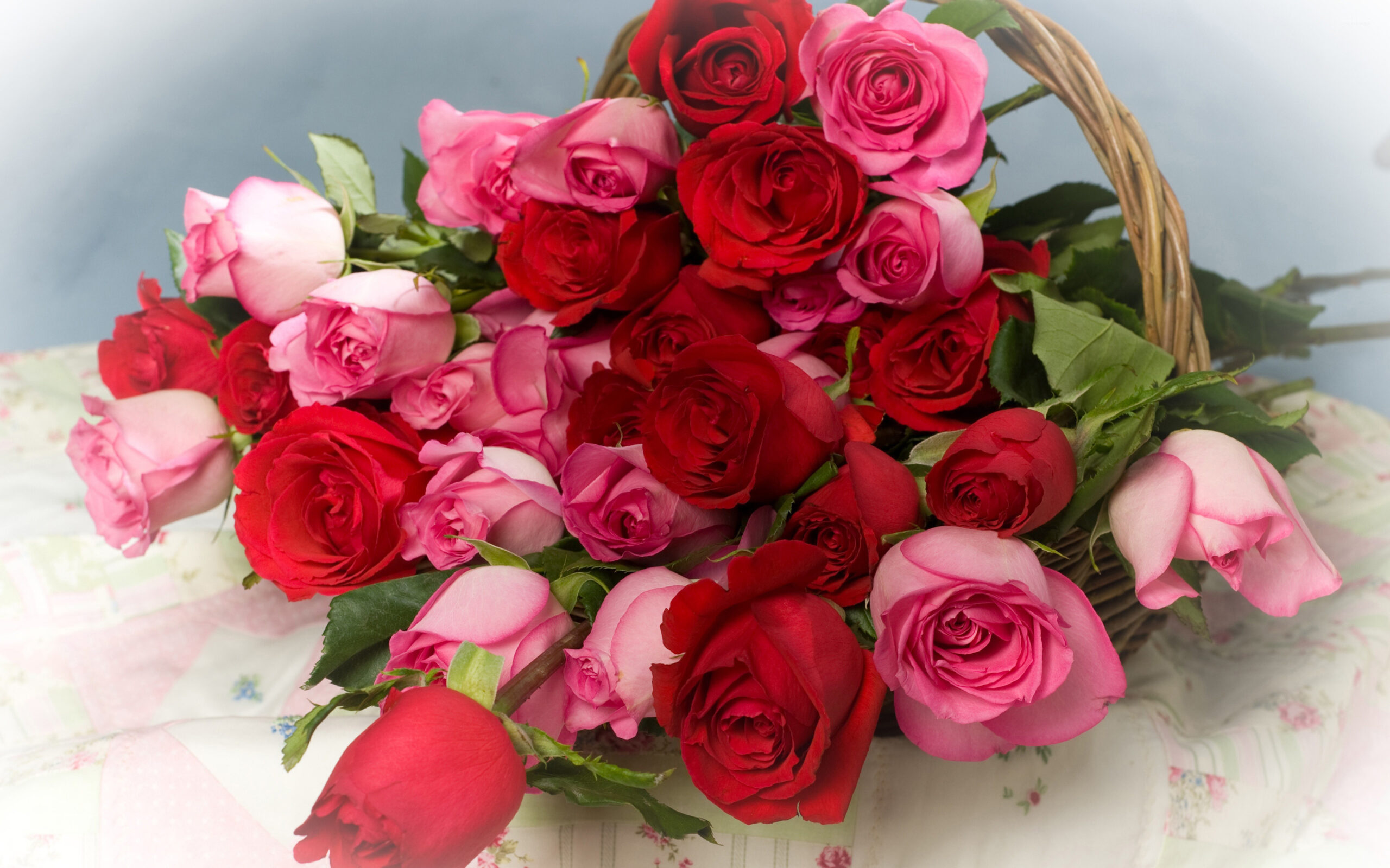 gambar bunga mawar warna pink dan merah