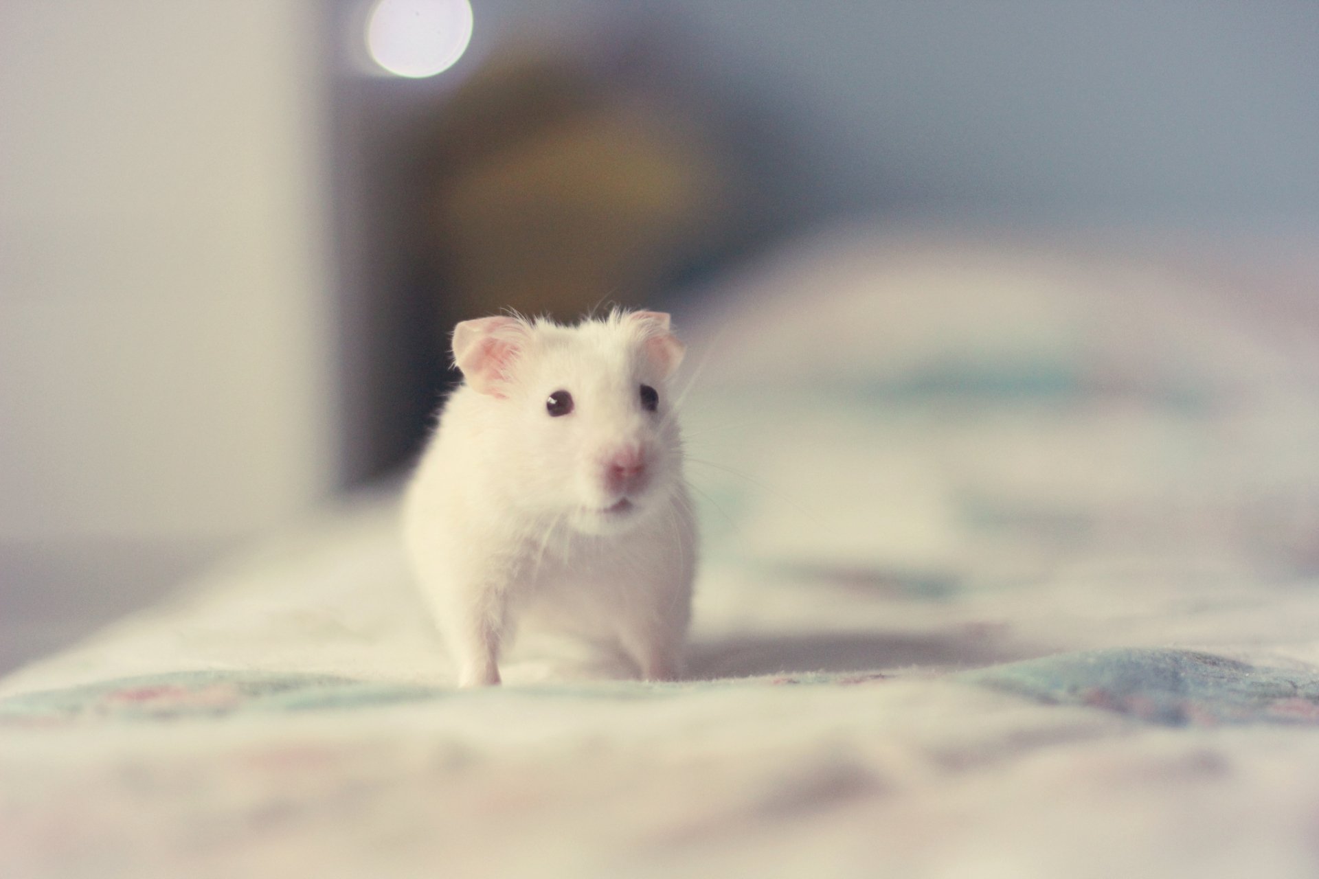 gambar hamster hewan