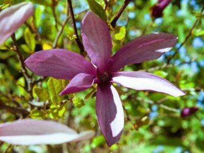gambar bunga cempaka ungu indah