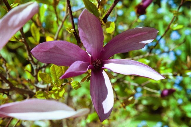gambar bunga cempaka ungu indah