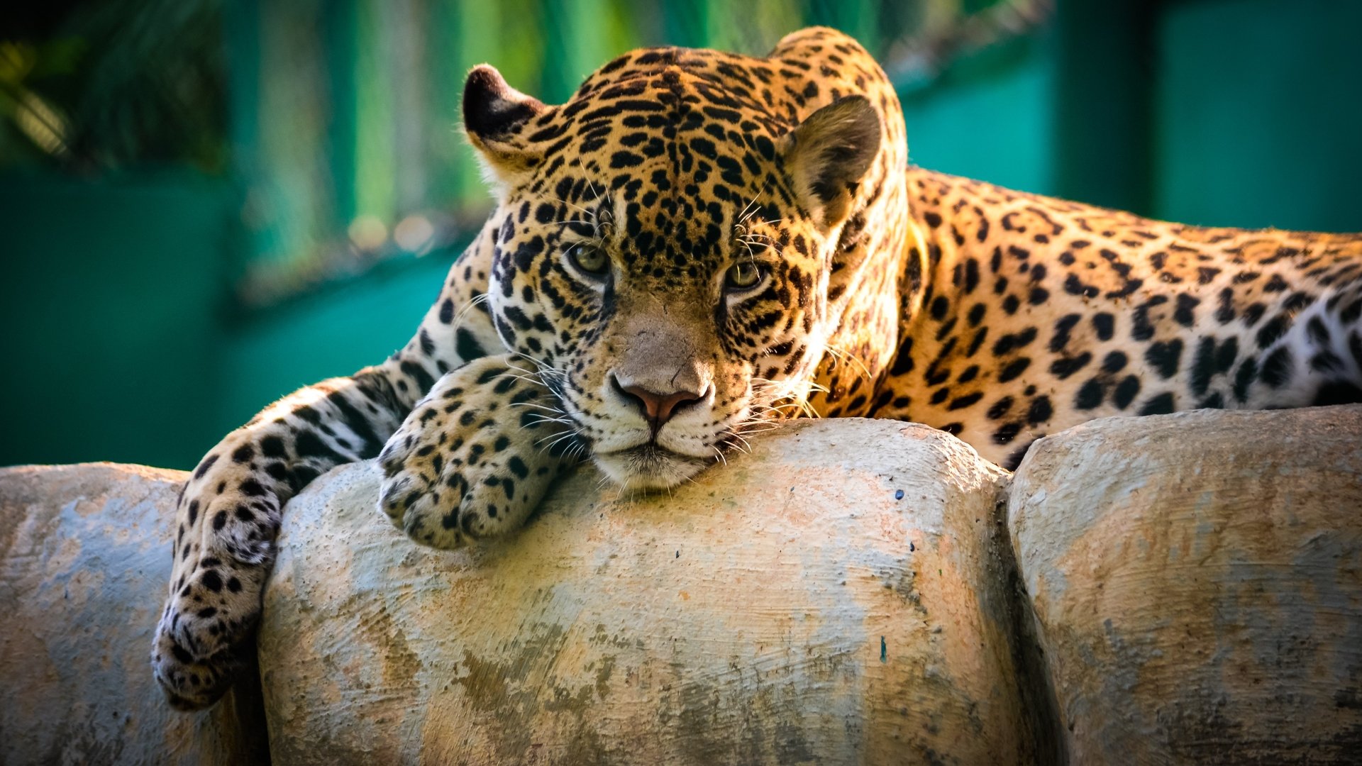 gambar hewan hd jaguar