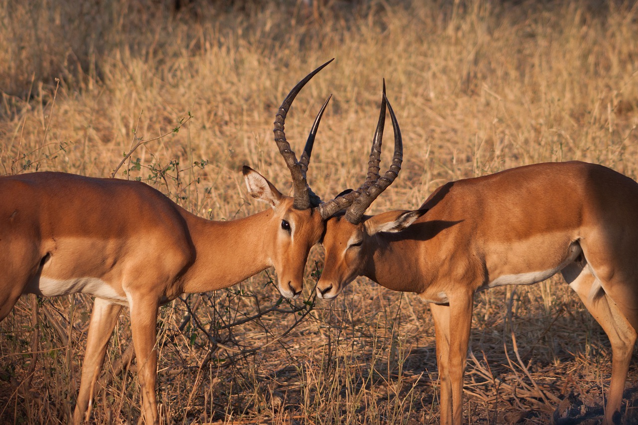 gambar hewan impala hd