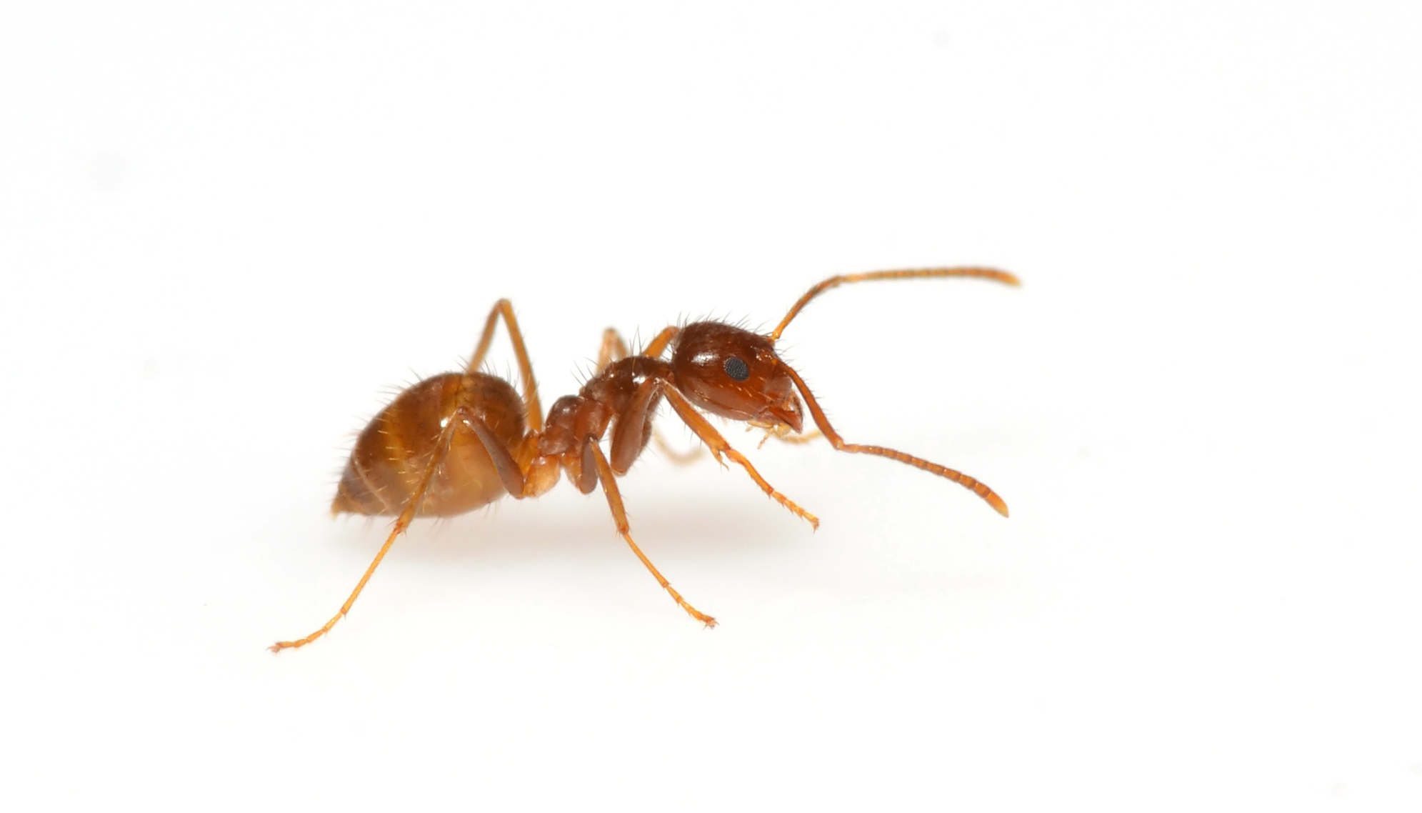 gambar hewan semut hd