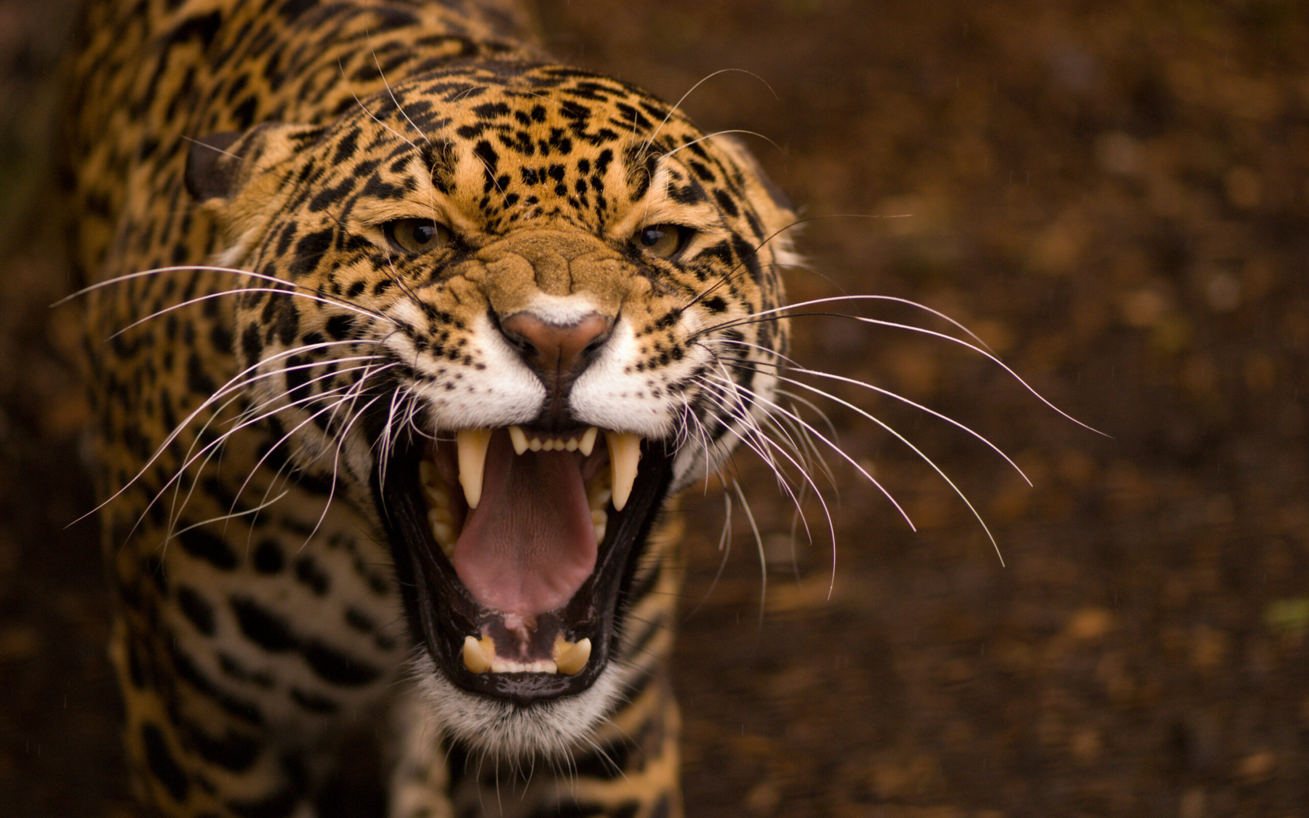 gambar jaguar hewan