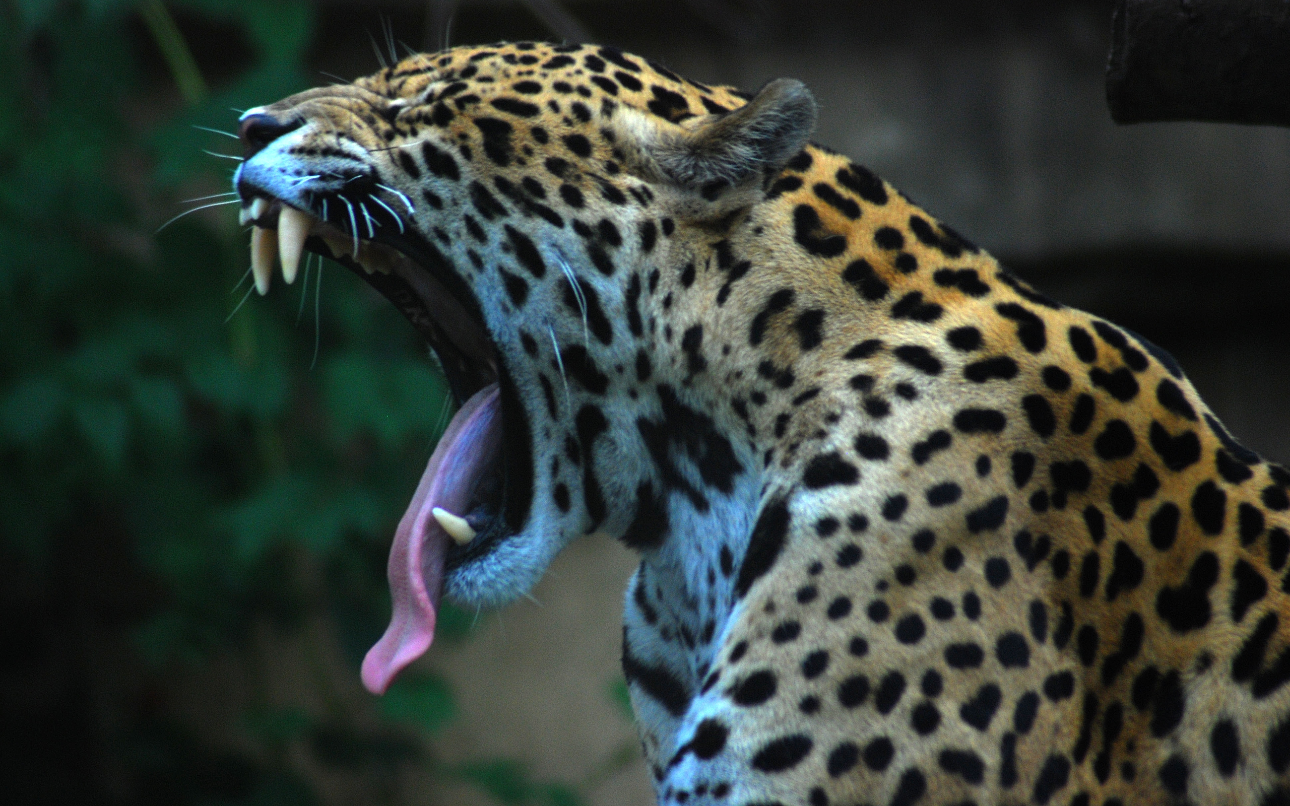 gambar jaguar meraung