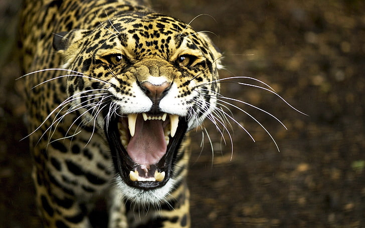 gambar jaguar wallpaper