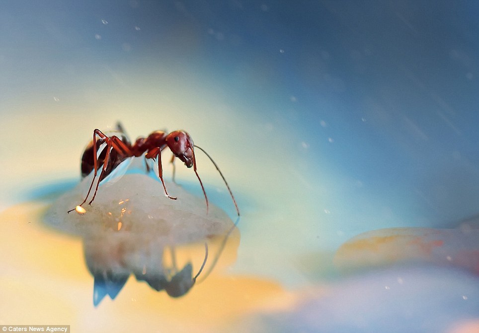 gambar semut merah wallpaper