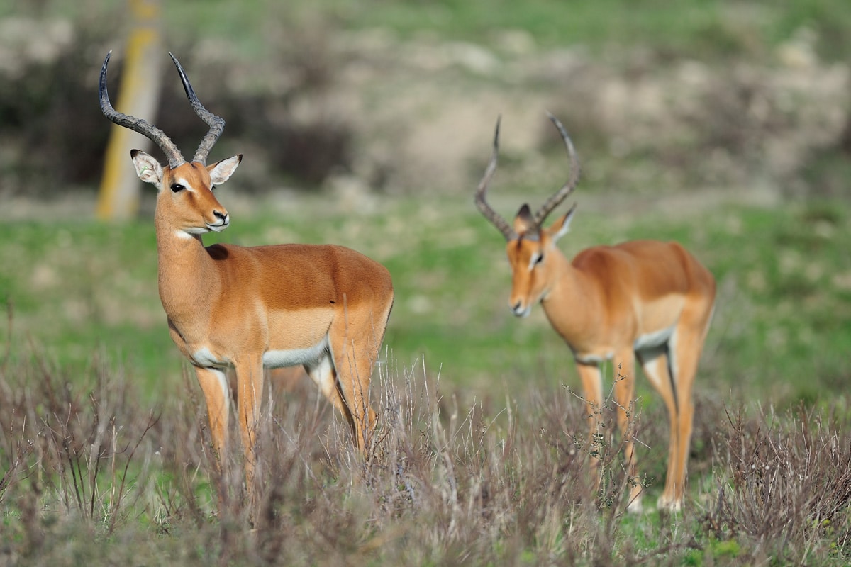 gambar sepasang hewan impala