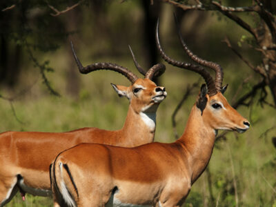 hewan impala afrika gambar