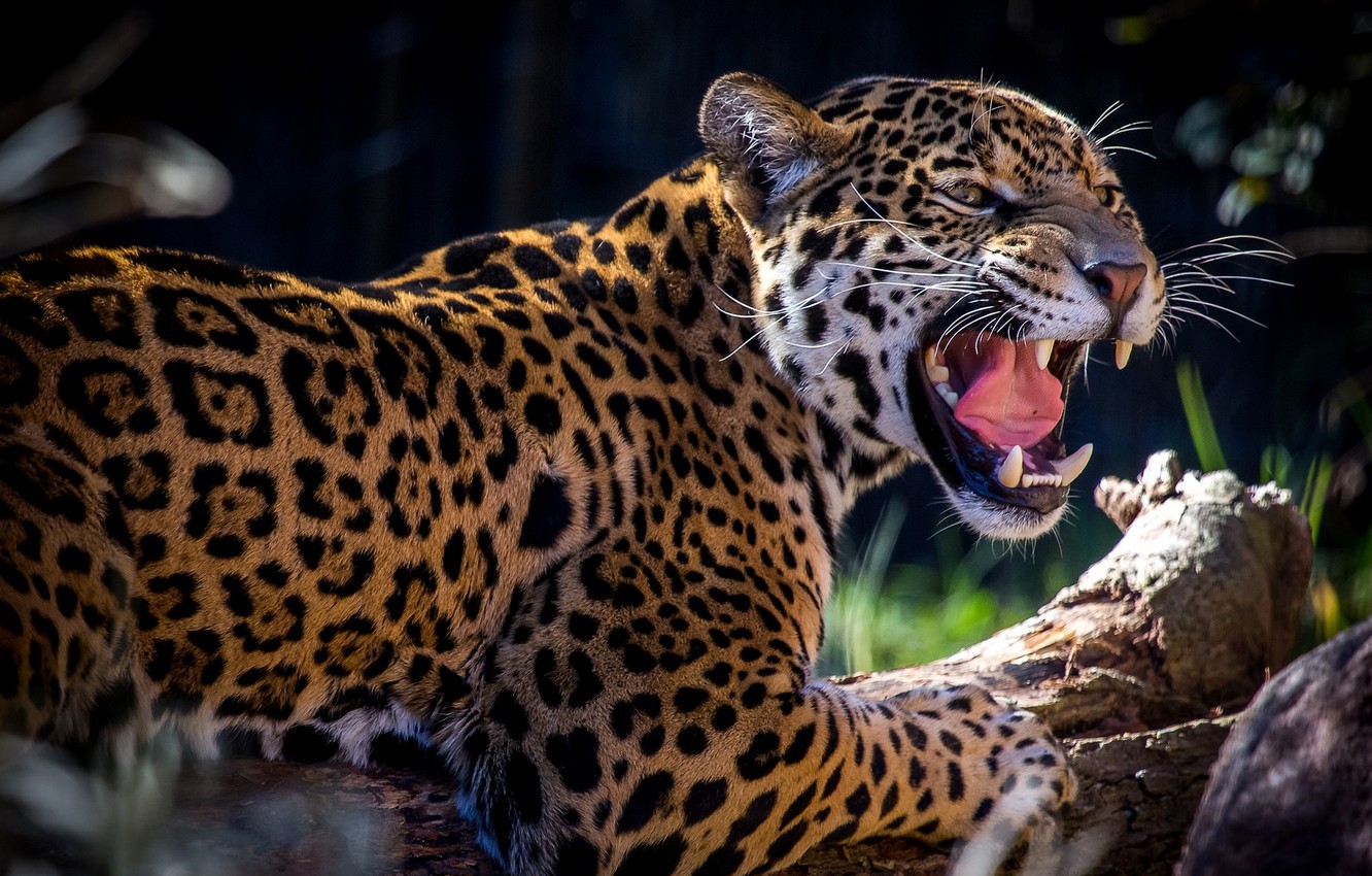 poto jaguar