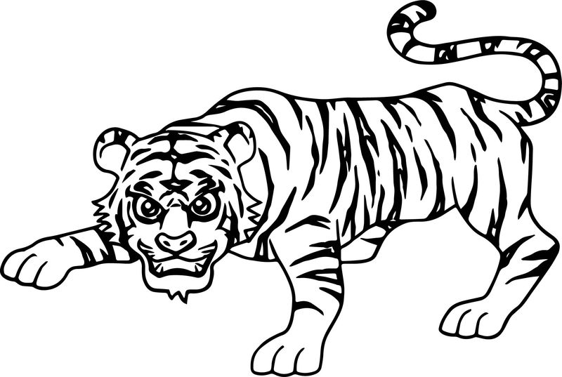 gambar sketsa harimau