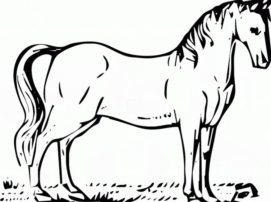 gambar sketsa kuda poni