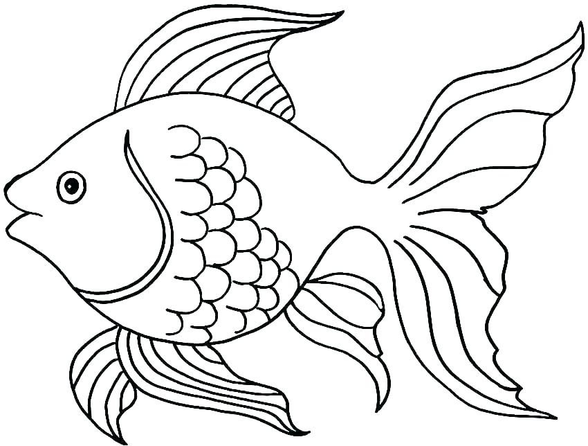 Gambar Sketsa Ikan Hias