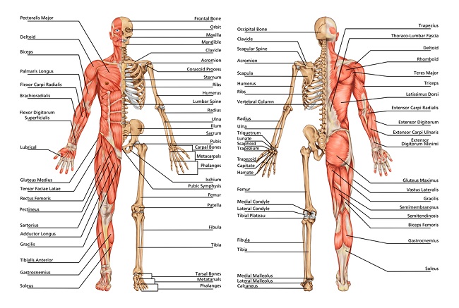 Gambar memahami sistem tulang rangka manusia