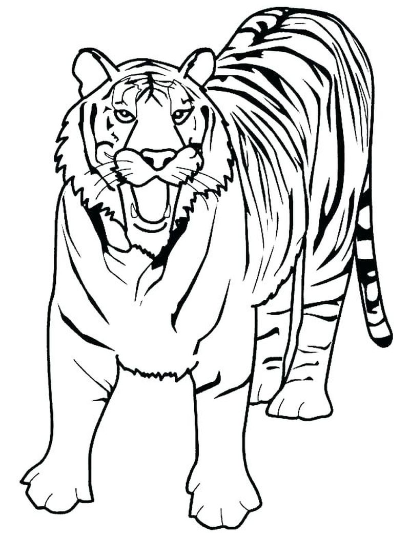 Hd contoh gambar sketsa harimau