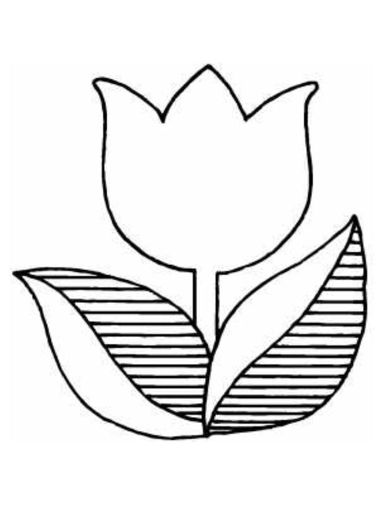 Hd gambar sketsa bunga tulip