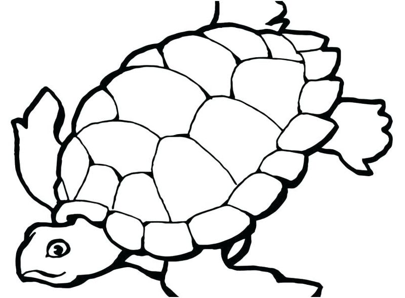 Turtle Coloring Pages Parking