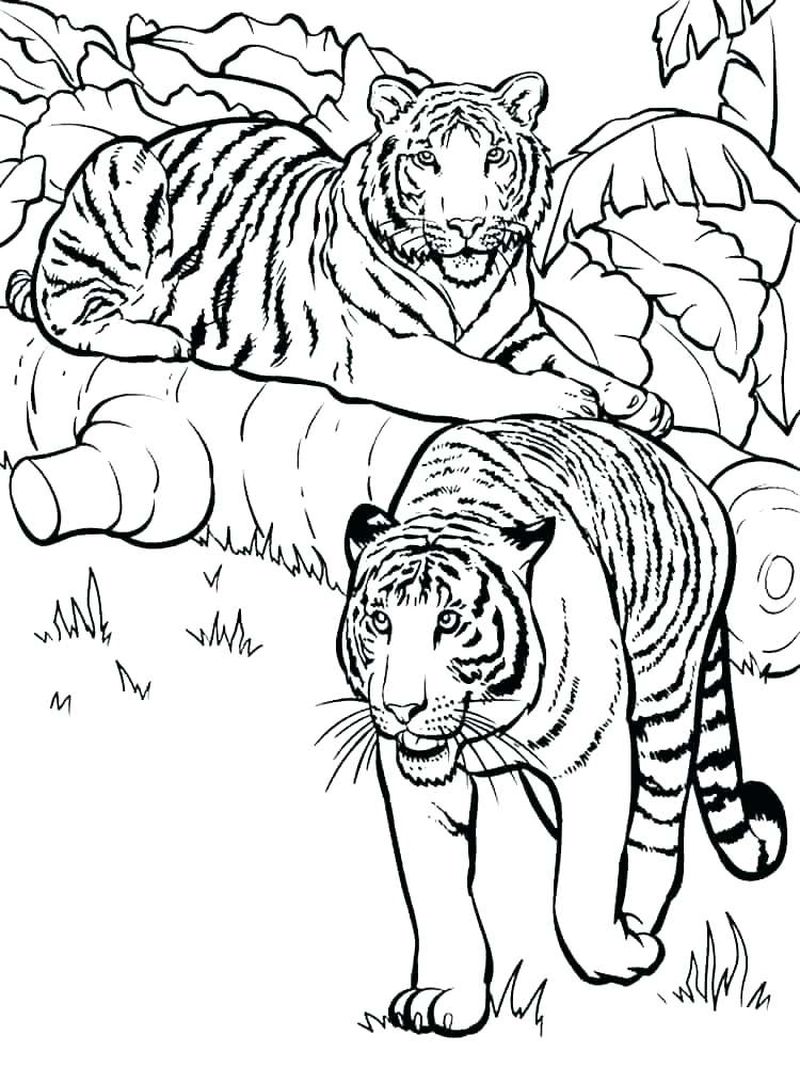 contoh Hd gambar sketsa harimau