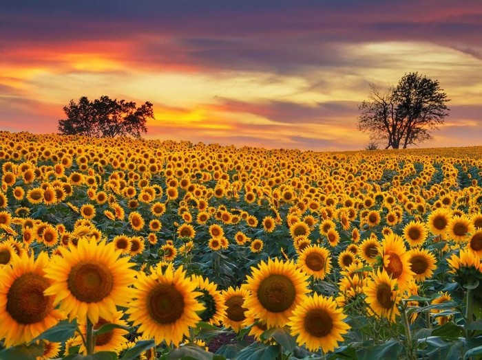 contoh gambar bunga matahari