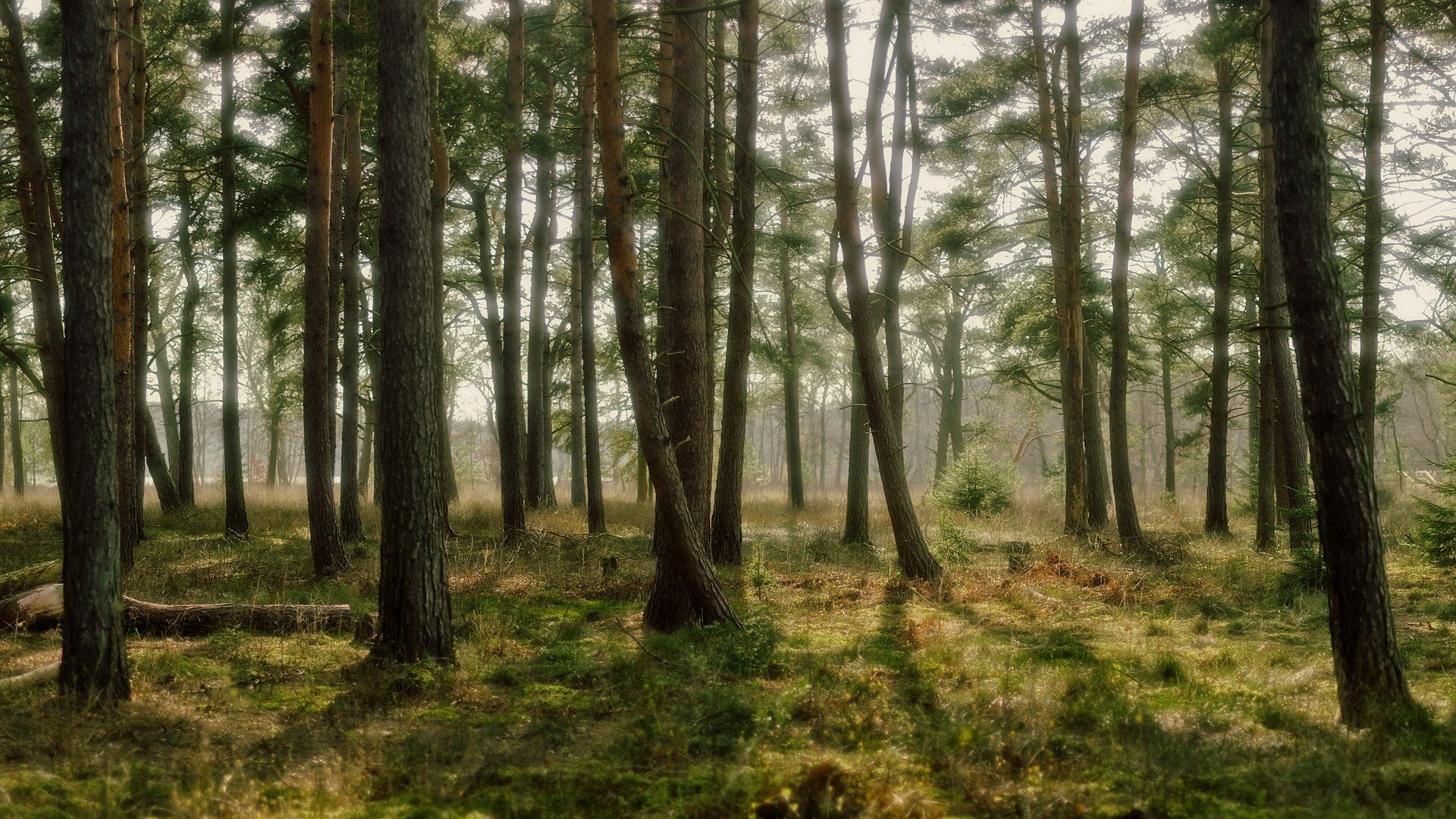 contoh gambar hutan