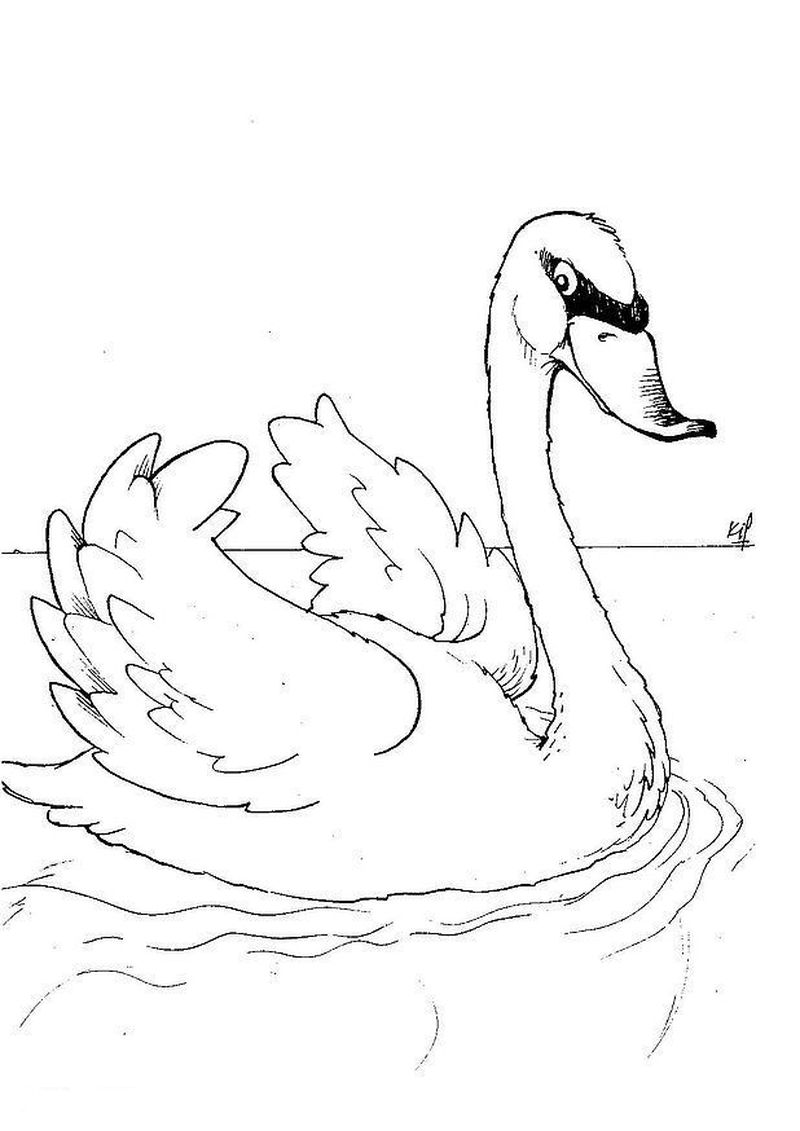 contoh gambar sketsa angsa berenang