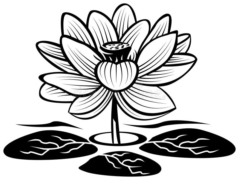 contoh gambar sketsa bunga teratai hd