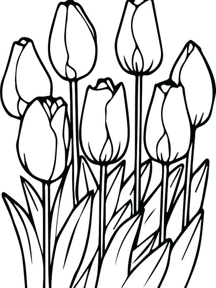 contoh gambar sketsa bunga tulip