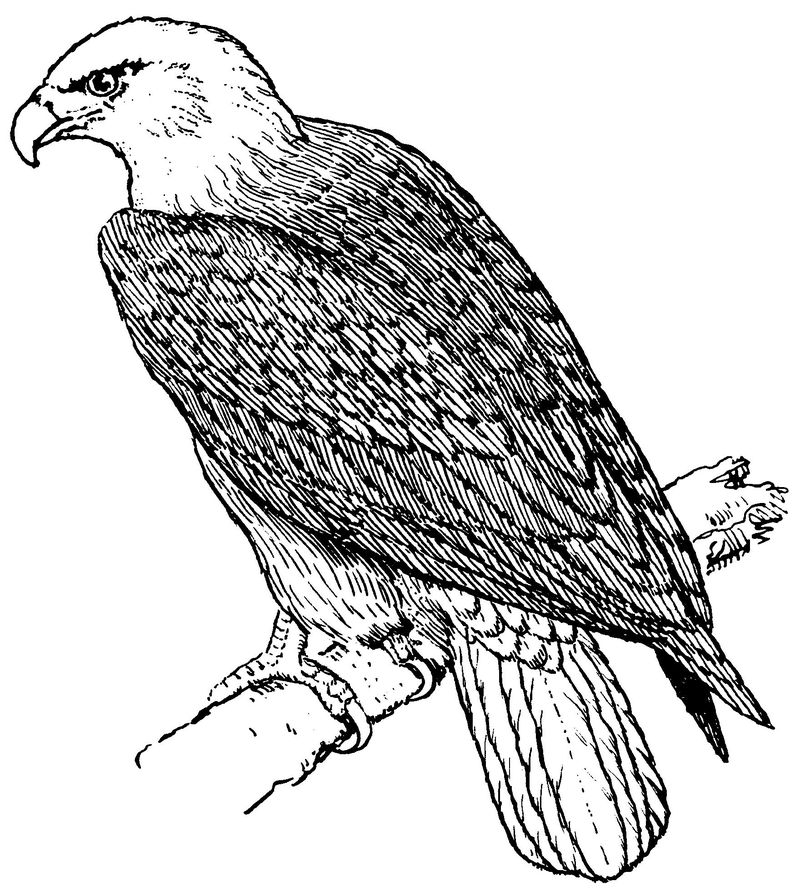 contoh gambar sketsa burung elang hd