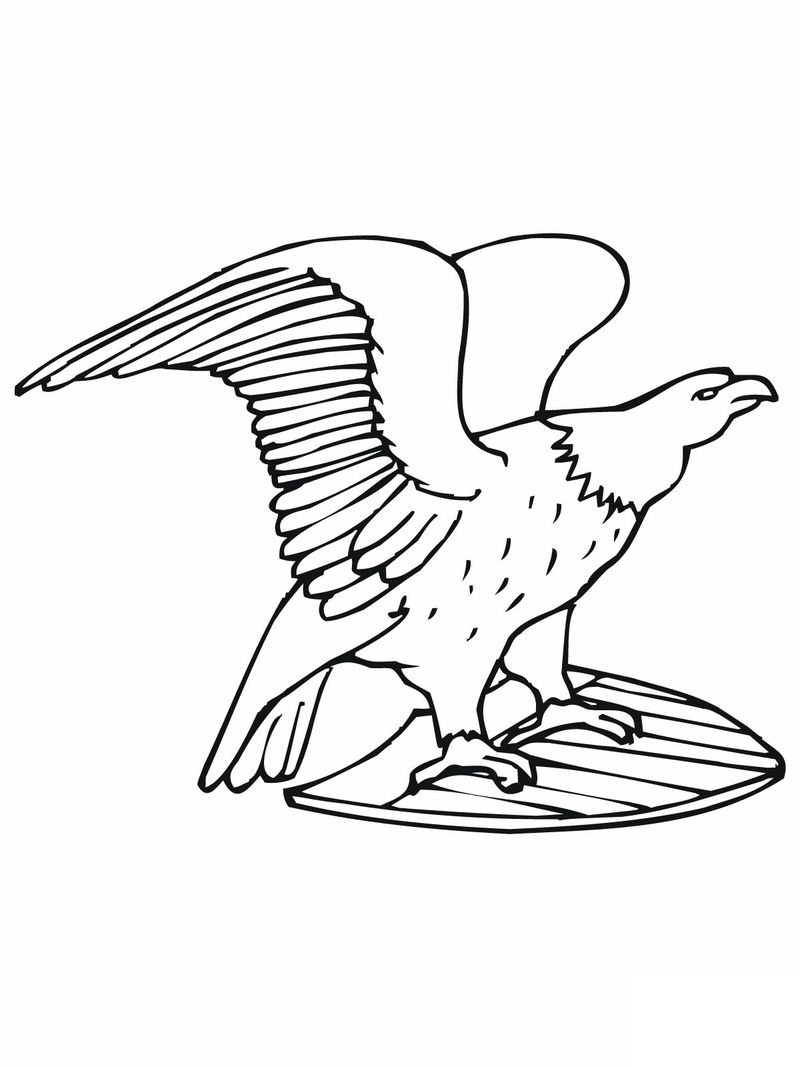 contoh gambar sketsa burung elang mewarnai