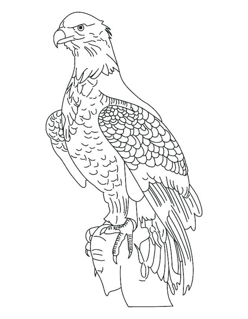 contoh gambar sketsa burung elang