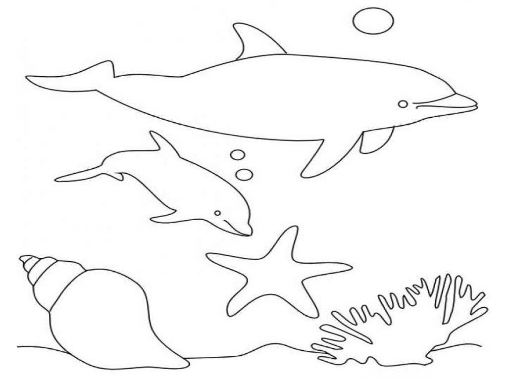 contoh gambar sketsa lumba lumba