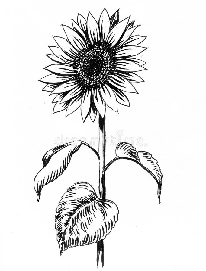 contoh hd gambar sketsa bunga matahari