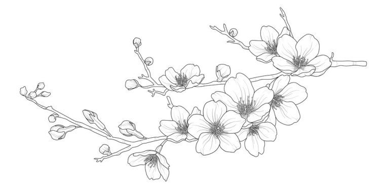 contoh mewarnai gambar sketsa bunga sakura