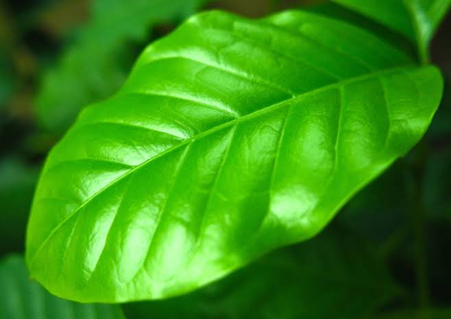 daun pohon kopi