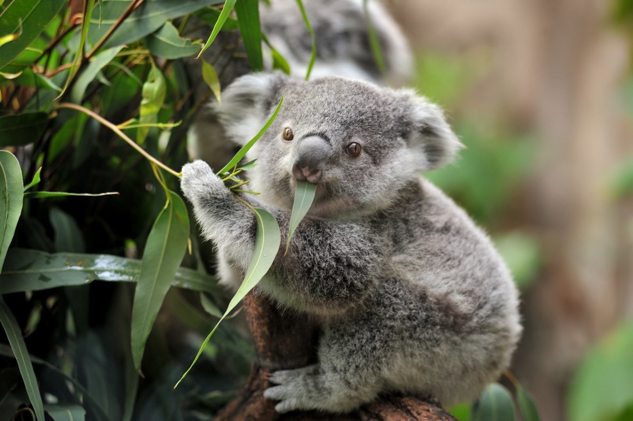 gambar anak koala