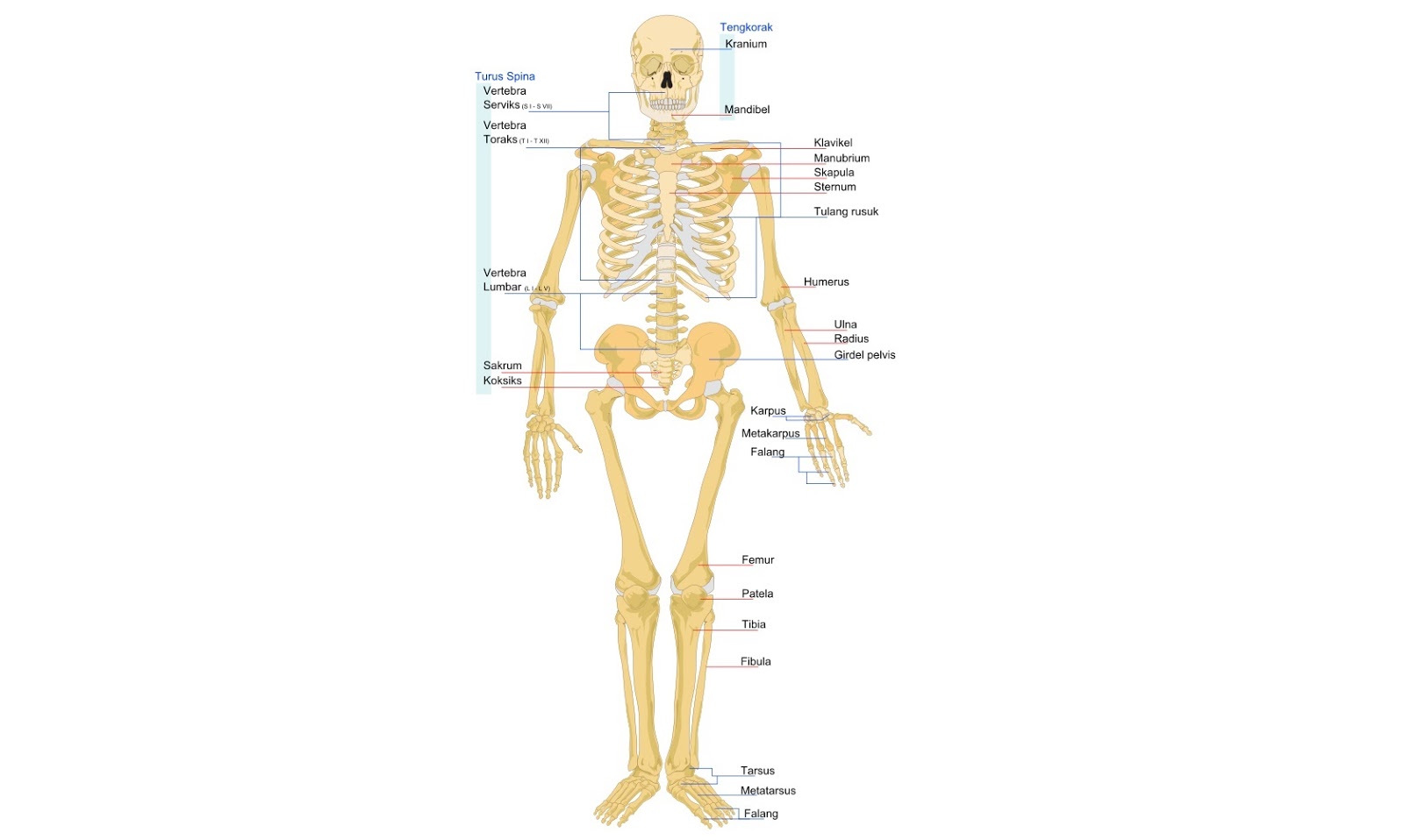 gambar bagian dan fungsi kerangka tubuh manusia