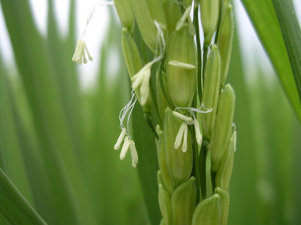 gambar batang padi